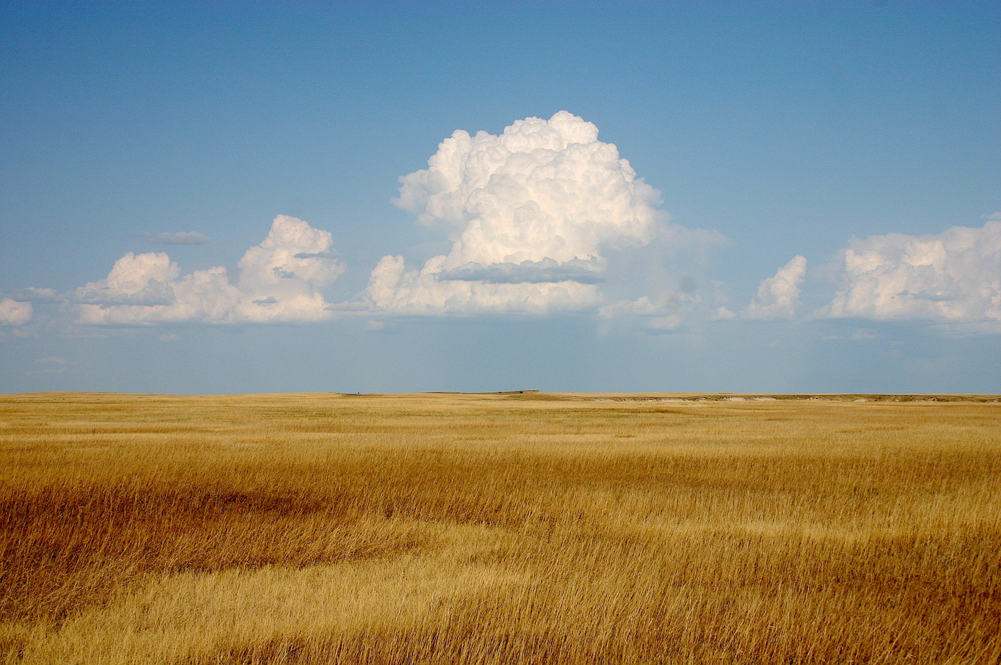 Cumulus clouds towering over yellow prairie. At Prairie Wind Overlook, Badlands National Park, South Dakota, USA